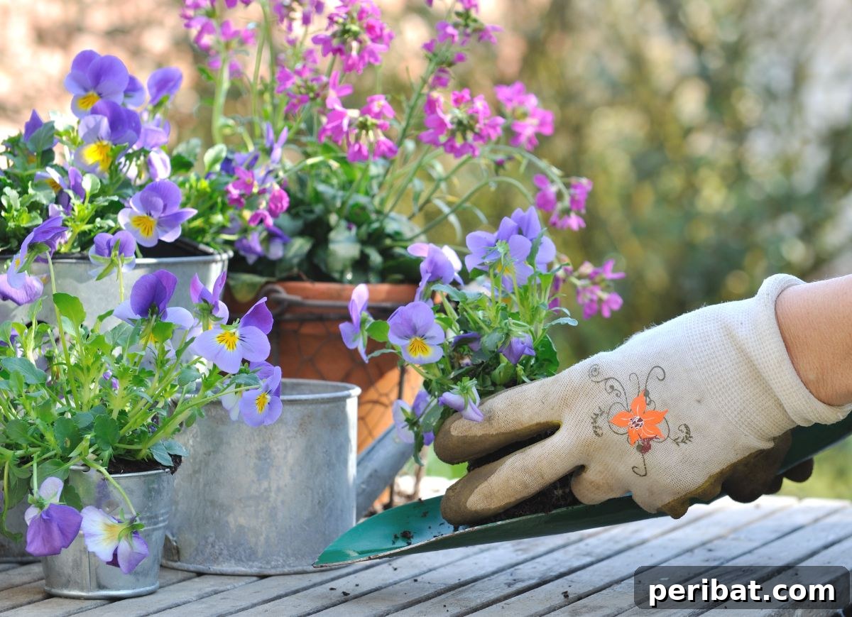 Shade Garden Success: 25 Beautiful Flowers for Under Trees 27 planting violets or viola flower in a pot