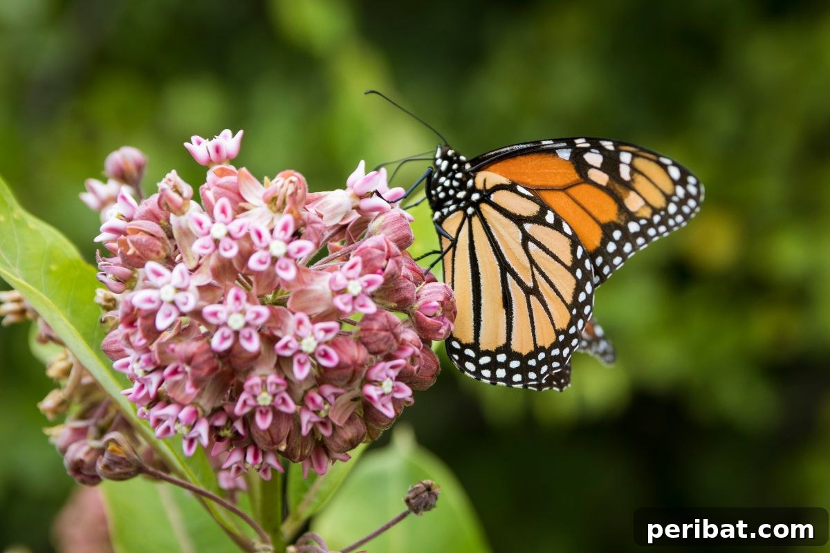 Shade Garden Success: 25 Beautiful Flowers for Under Trees 28 milkweed flower with butterfly