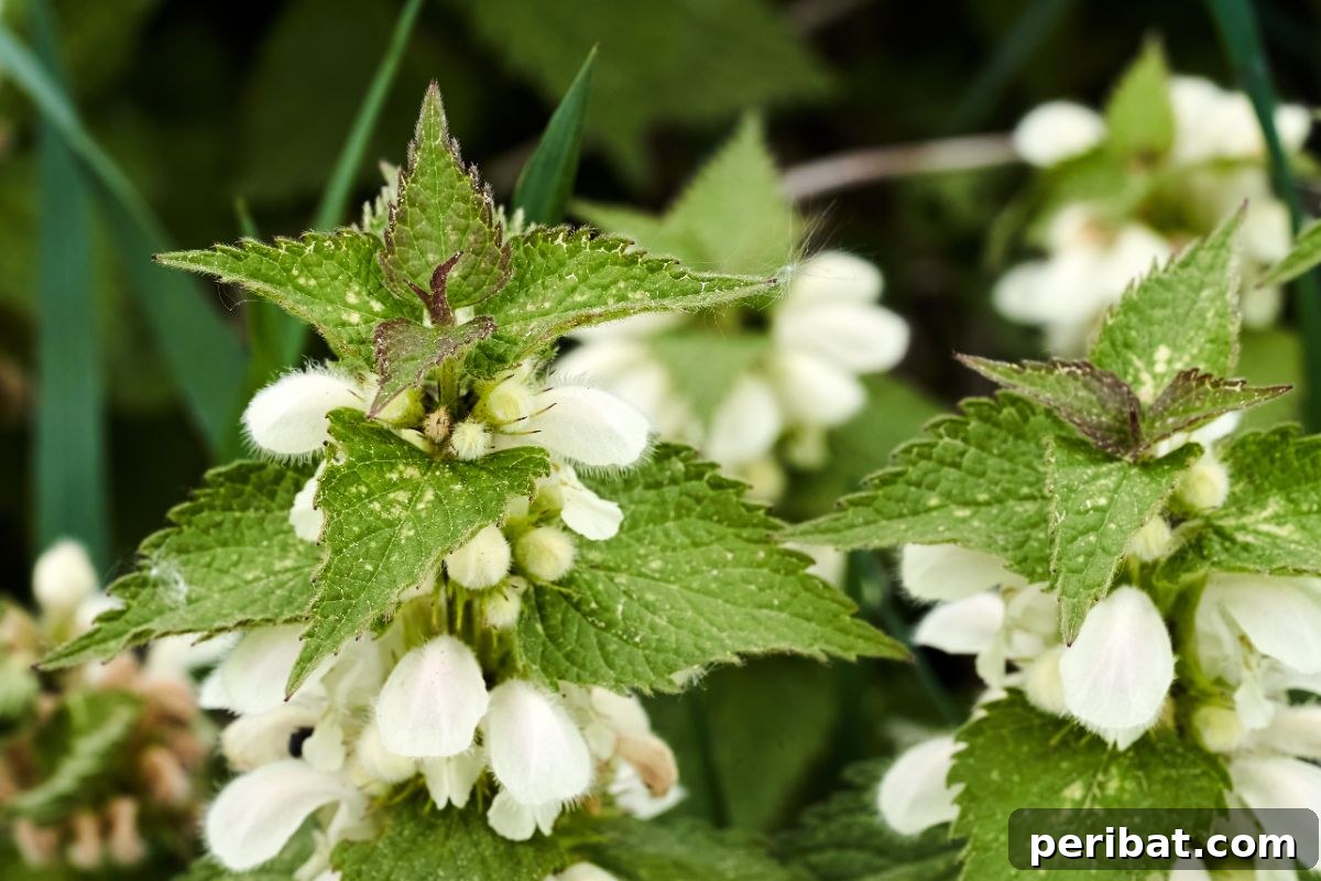Shade Garden Success: 25 Beautiful Flowers for Under Trees 4 lamium or bee nettle with flowers