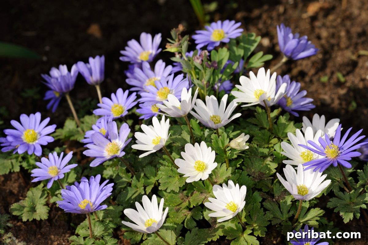 Shade Garden Success: 25 Beautiful Flowers for Under Trees 5 anemone or grecian windflower blooming in the garden