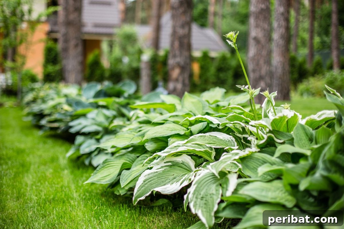 Shade Garden Success: 25 Beautiful Flowers for Under Trees 6 hosta plants in the park