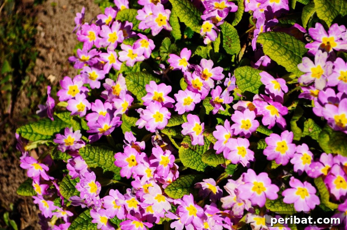 Shade Garden Success: 25 Beautiful Flowers for Under Trees 7 pink primroses in the garden