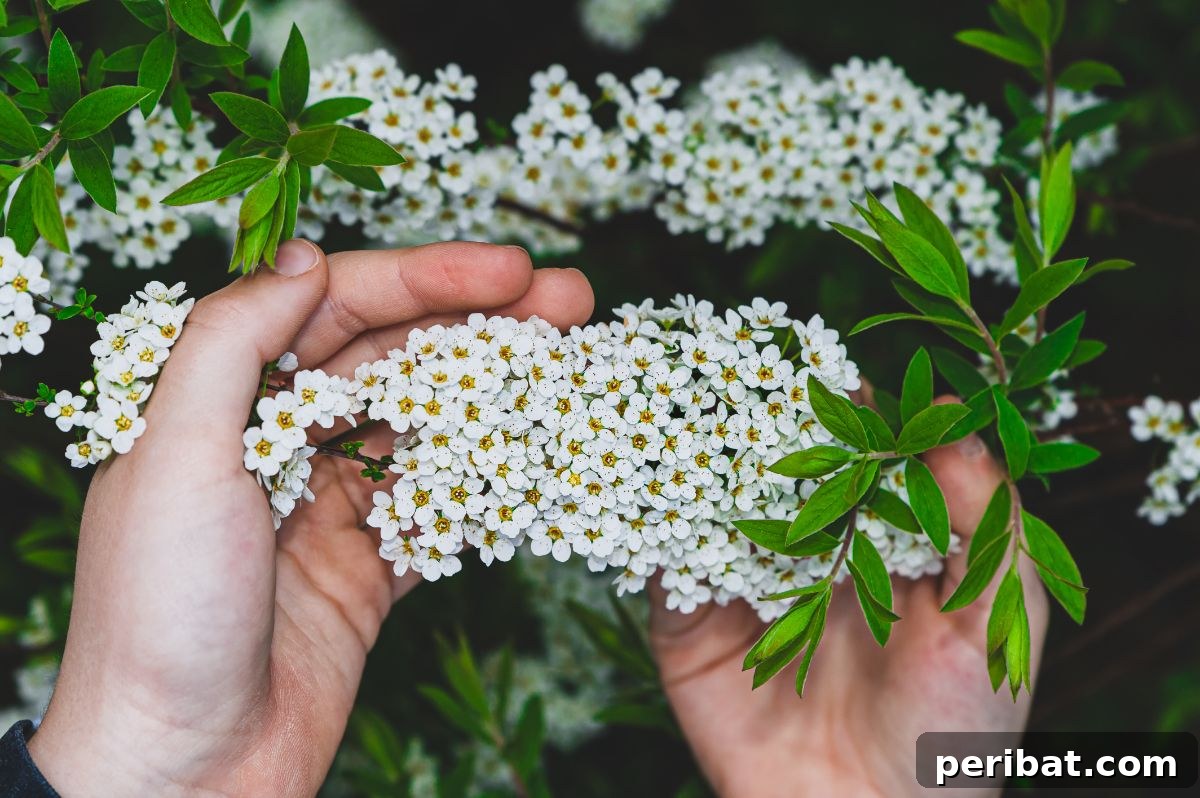 Shade Garden Success: 25 Beautiful Flowers for Under Trees 8 holding white foam flowers