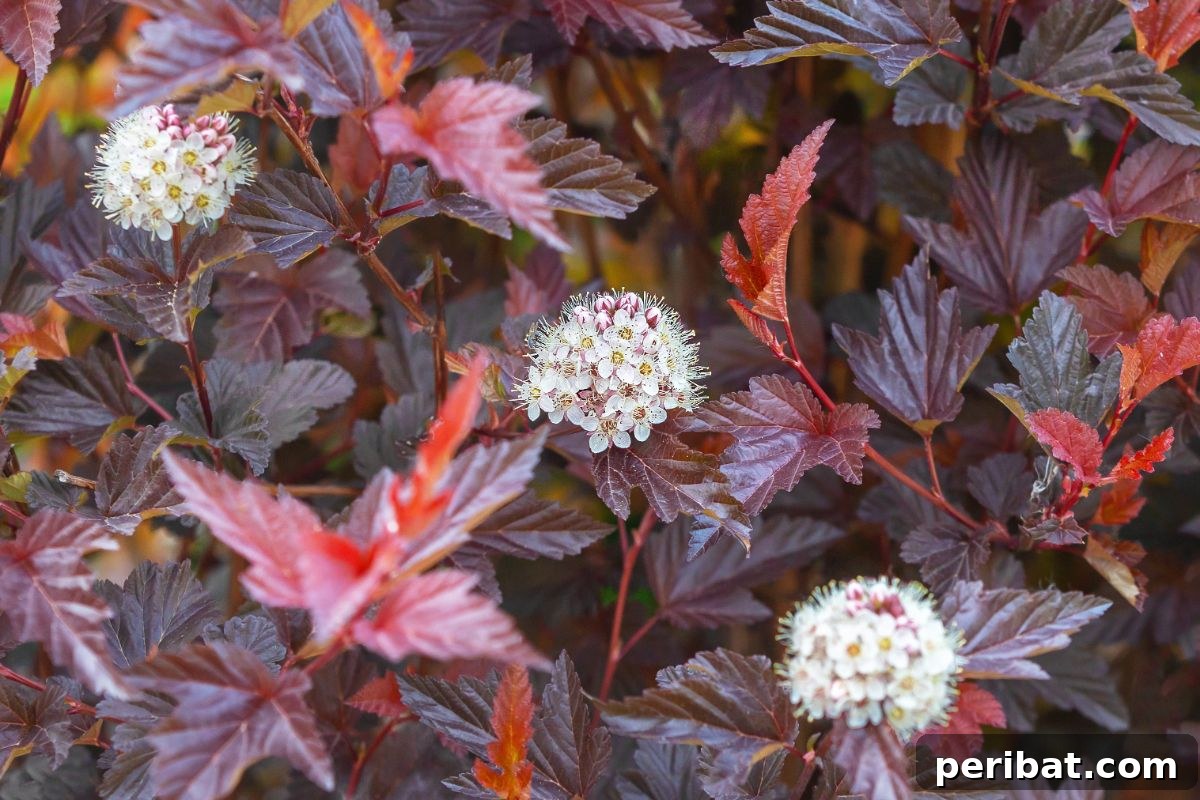 Shade Garden Success: 25 Beautiful Flowers for Under Trees 9 red leaves of ninebark with blooming white flowers in the garden