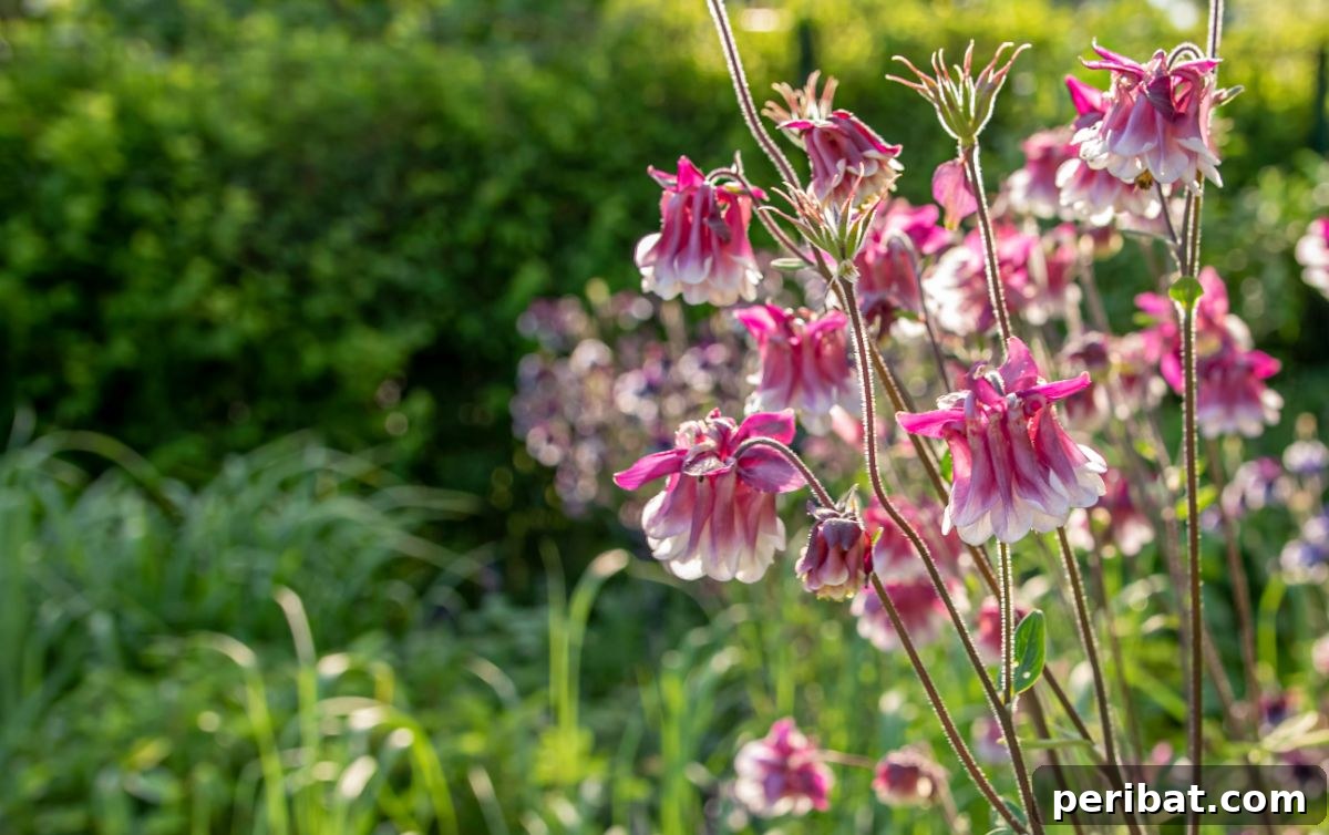 Shade Garden Success: 25 Beautiful Flowers for Under Trees 10 columbine flowers in the garden