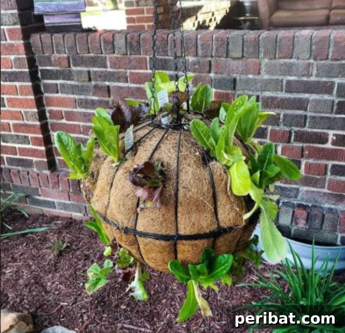 Build Your Own Lettuce Globe for Effortless Summer Salads 11 a lettuce ball planted with small lettuce seedlings