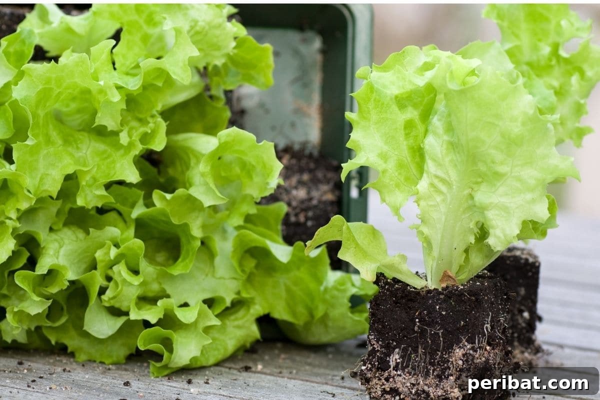 Build Your Own Lettuce Globe for Effortless Summer Salads 3 lettuce seedlings