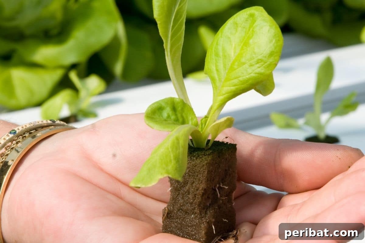 Build Your Own Lettuce Globe for Effortless Summer Salads 5 holding small lettuce seedling by hand
