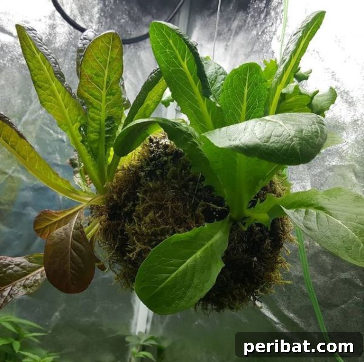 lettuce ball or globe hanging from a tree