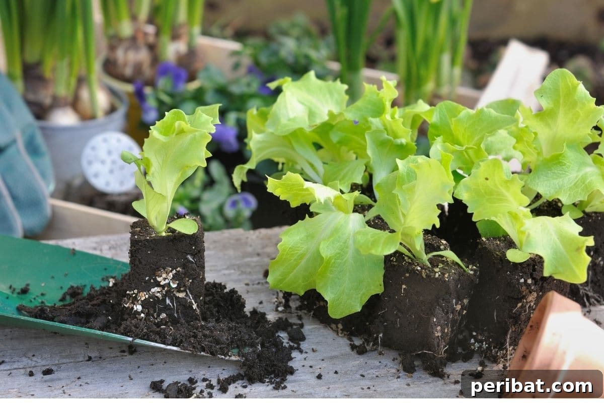Build Your Own Lettuce Globe for Effortless Summer Salads 7 lettuce seedling with soil on shovel beside