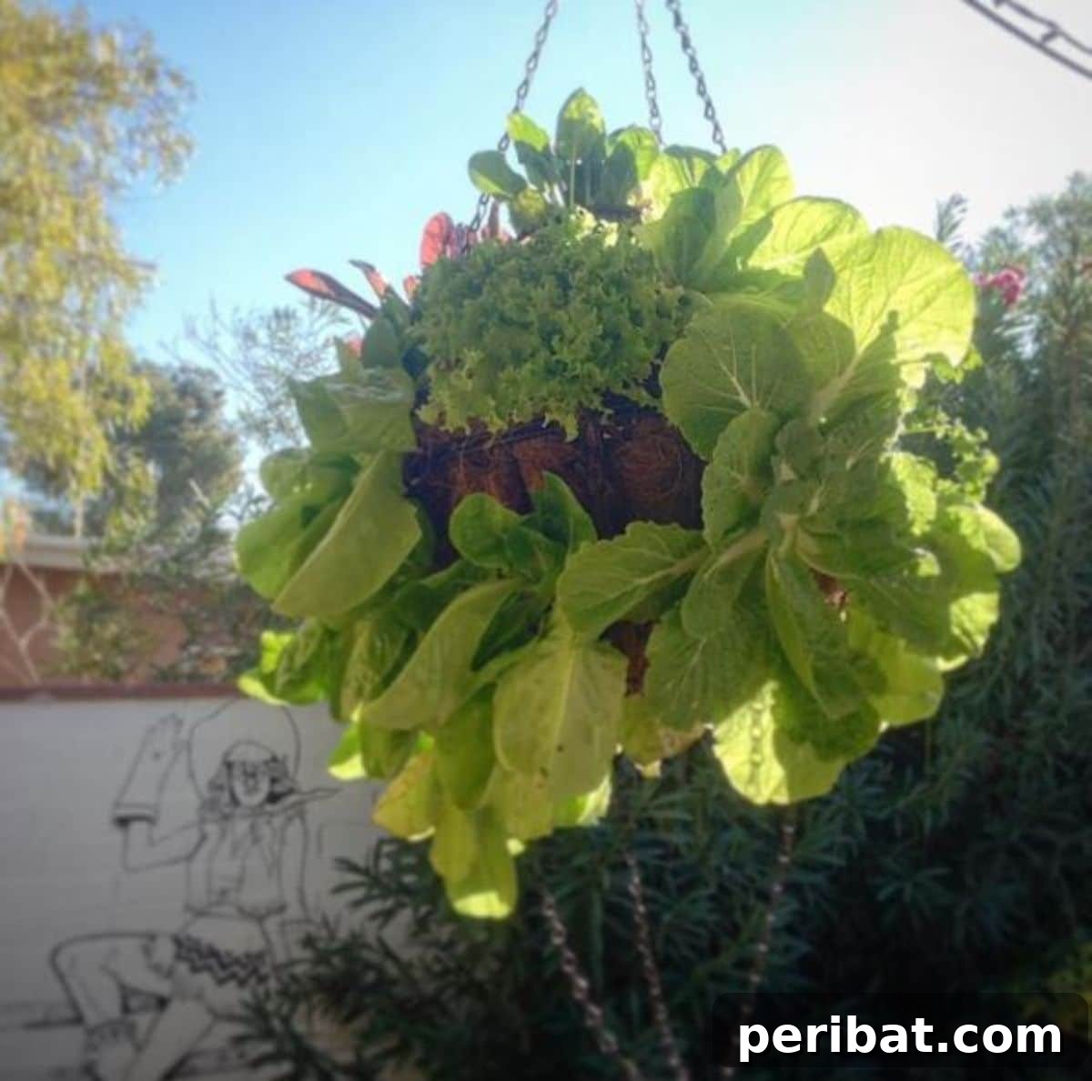 Build Your Own Lettuce Globe for Effortless Summer Salads 8 lettuce globe or ball hanging