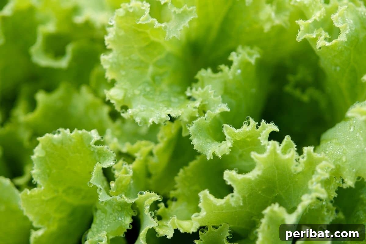 Build Your Own Lettuce Globe for Effortless Summer Salads 9 wet green lettuce