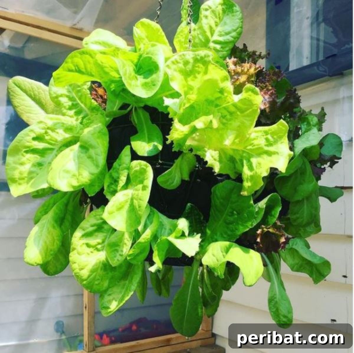 Build Your Own Lettuce Globe for Effortless Summer Salads 10 full grown lettuce ball ready to harvest