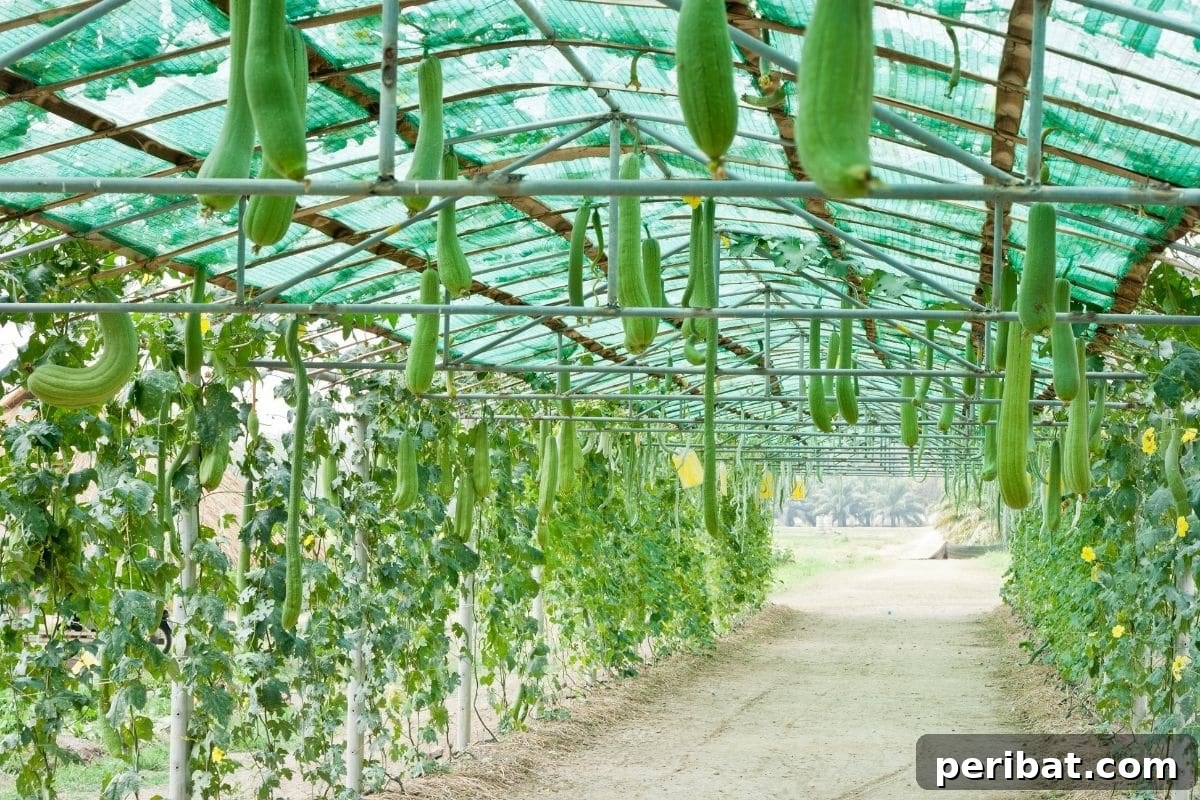 Grow Your Own Loofah: A Seed-to-Sponge Blueprint 12 young loofah growing in a greenhouse