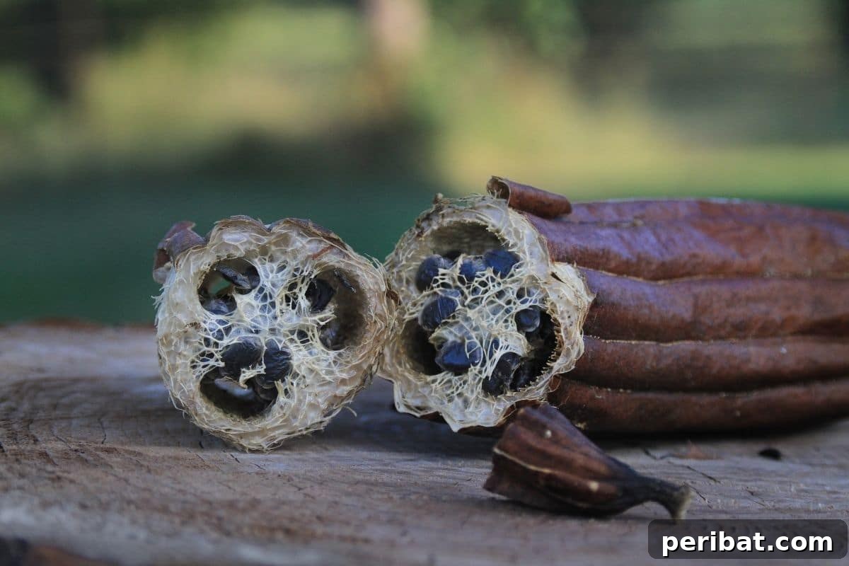 Grow Your Own Loofah: A Seed-to-Sponge Blueprint 3 cut dried loofah with seeds