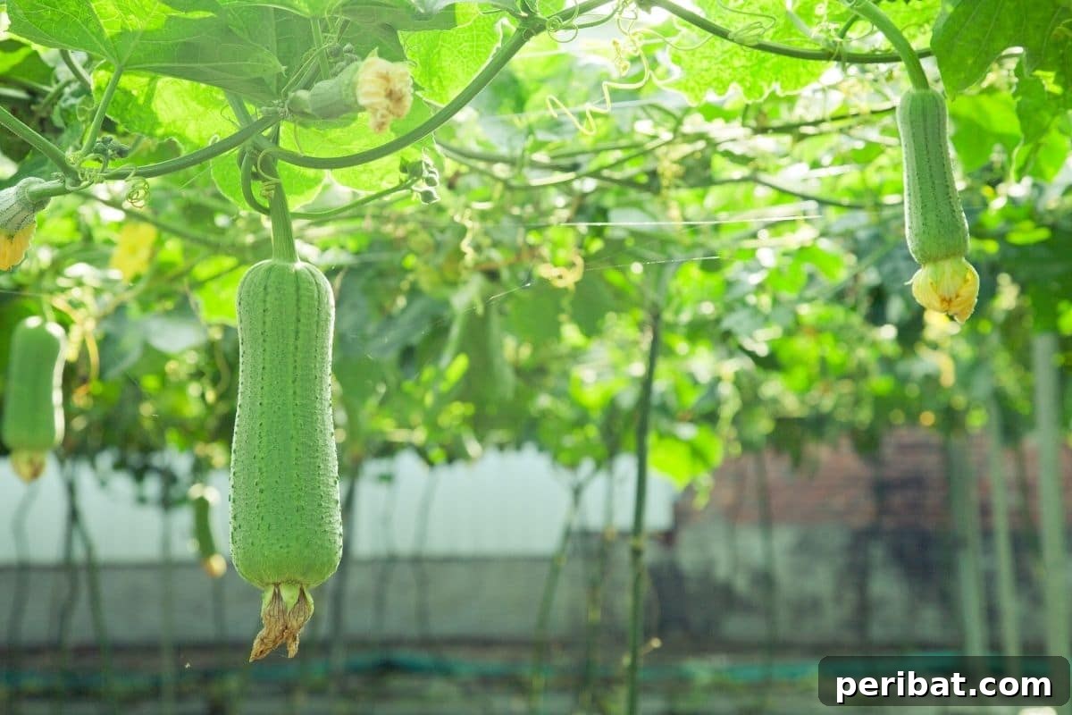 Grow Your Own Loofah: A Seed-to-Sponge Blueprint 4 growing loofah in daylight hanging on a tree in the garden
