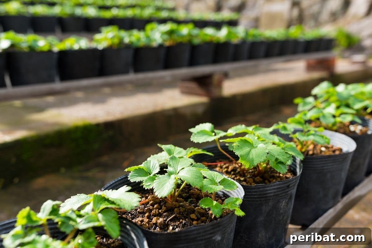 Grow Your Own Loofah: A Seed-to-Sponge Blueprint 5 young loofah plant leaves under the sun