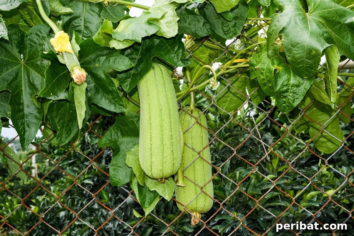 Grow Your Own Loofah: A Seed-to-Sponge Blueprint 6 green loofah hanging in the backyard garden