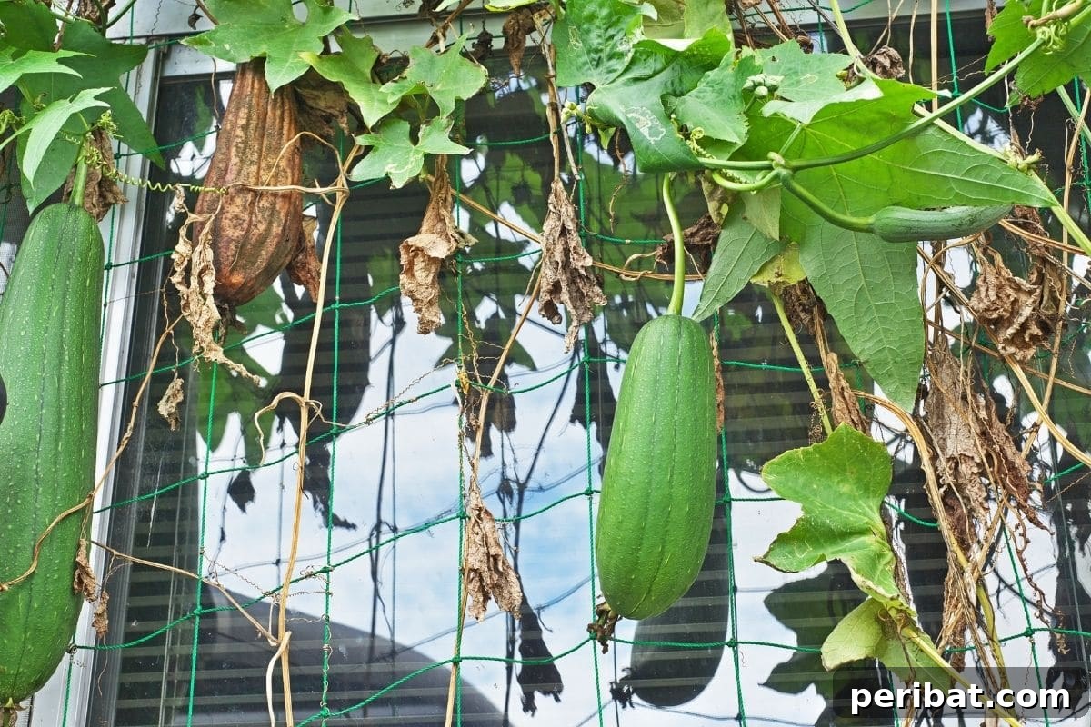 Grow Your Own Loofah: A Seed-to-Sponge Blueprint 8 Luffa aegyptiaca hanging from a tree
