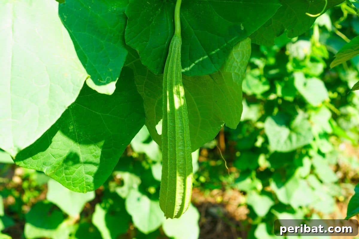 Grow Your Own Loofah: A Seed-to-Sponge Blueprint 9 growing luffa acuntangular hangingfrom a tree