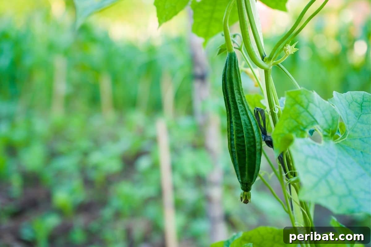 Grow Your Own Loofah: A Seed-to-Sponge Blueprint 10 small chinese okra