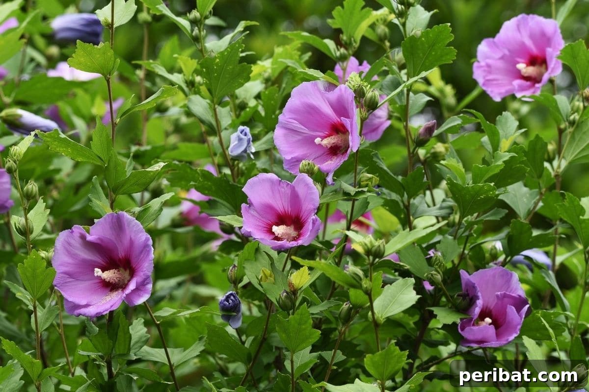 The 25 Best Plants for Hardwood Cuttings Propagation 11 Blooming purple Rose of Sharon in the garden