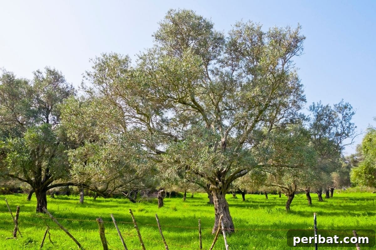 The 25 Best Plants for Hardwood Cuttings Propagation 12 Tea Olive Tree in a field in summer