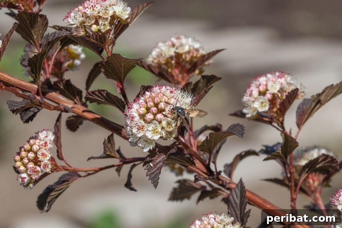 The 25 Best Plants for Hardwood Cuttings Propagation 13 Maroon-leaved with white flower of Physocarpus opulifolius