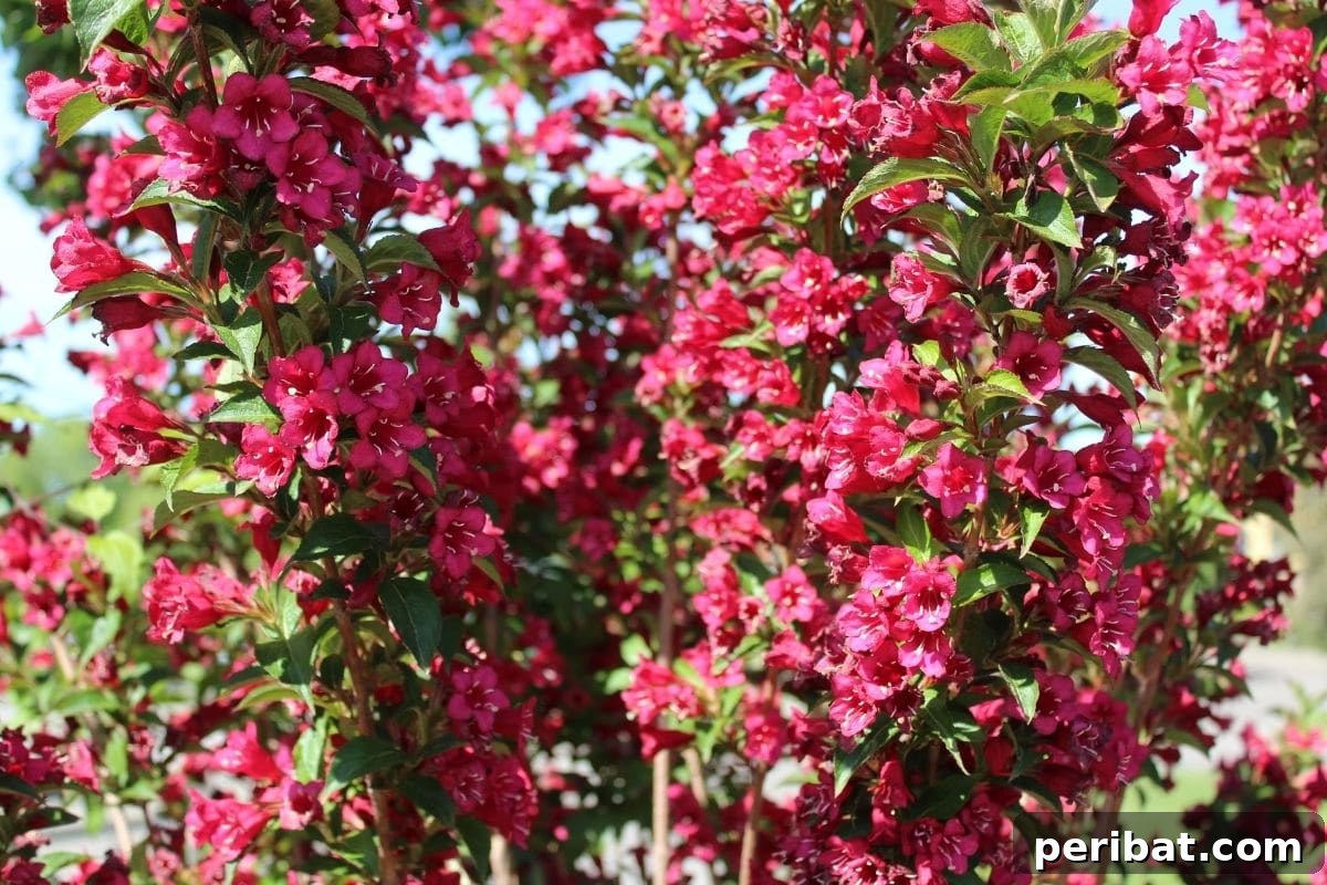 The 25 Best Plants for Hardwood Cuttings Propagation 14 Branch of flowering red Weigela