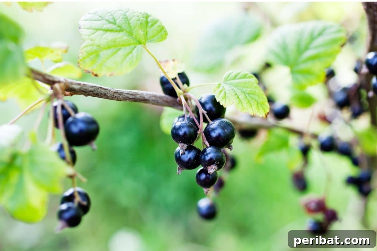 The 25 Best Plants for Hardwood Cuttings Propagation 16 Blackcurrants branch with ripe berries