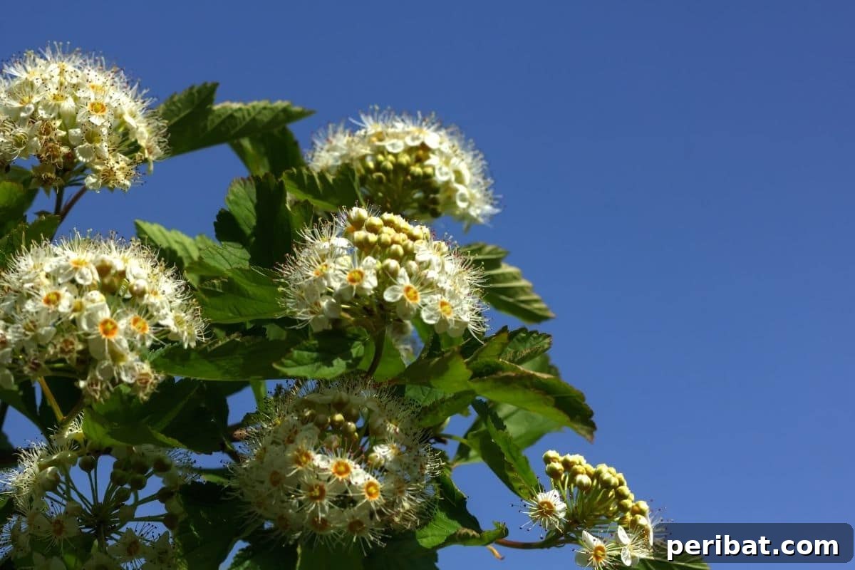 The 25 Best Plants for Hardwood Cuttings Propagation 17 Beautiful Spirea flower in the blue sky