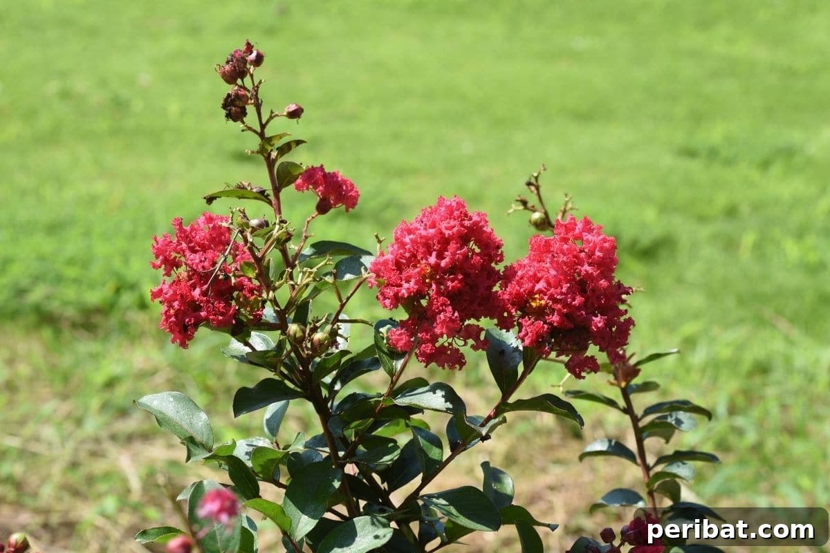 The 25 Best Plants for Hardwood Cuttings Propagation 18 Red Crape Myrtle in green grass