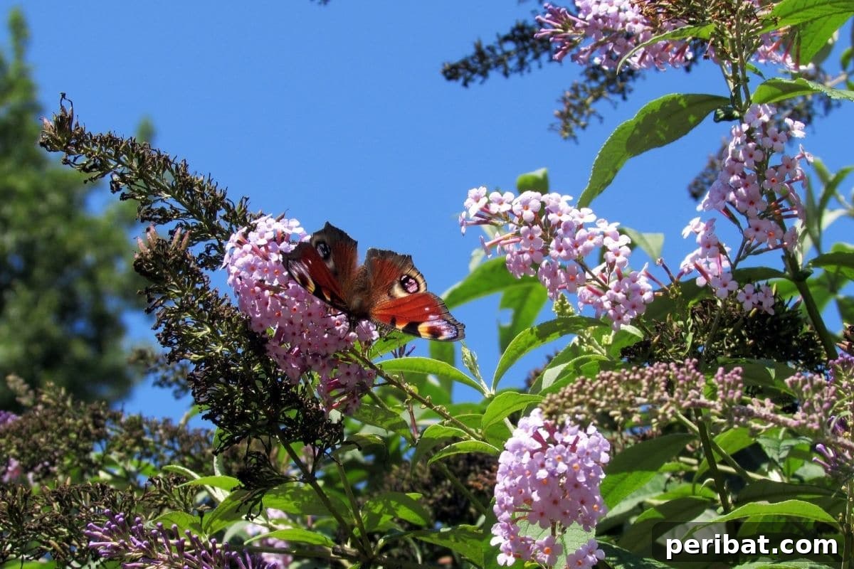 The 25 Best Plants for Hardwood Cuttings Propagation 19 Purple Buddleja in the sky with a butterfly