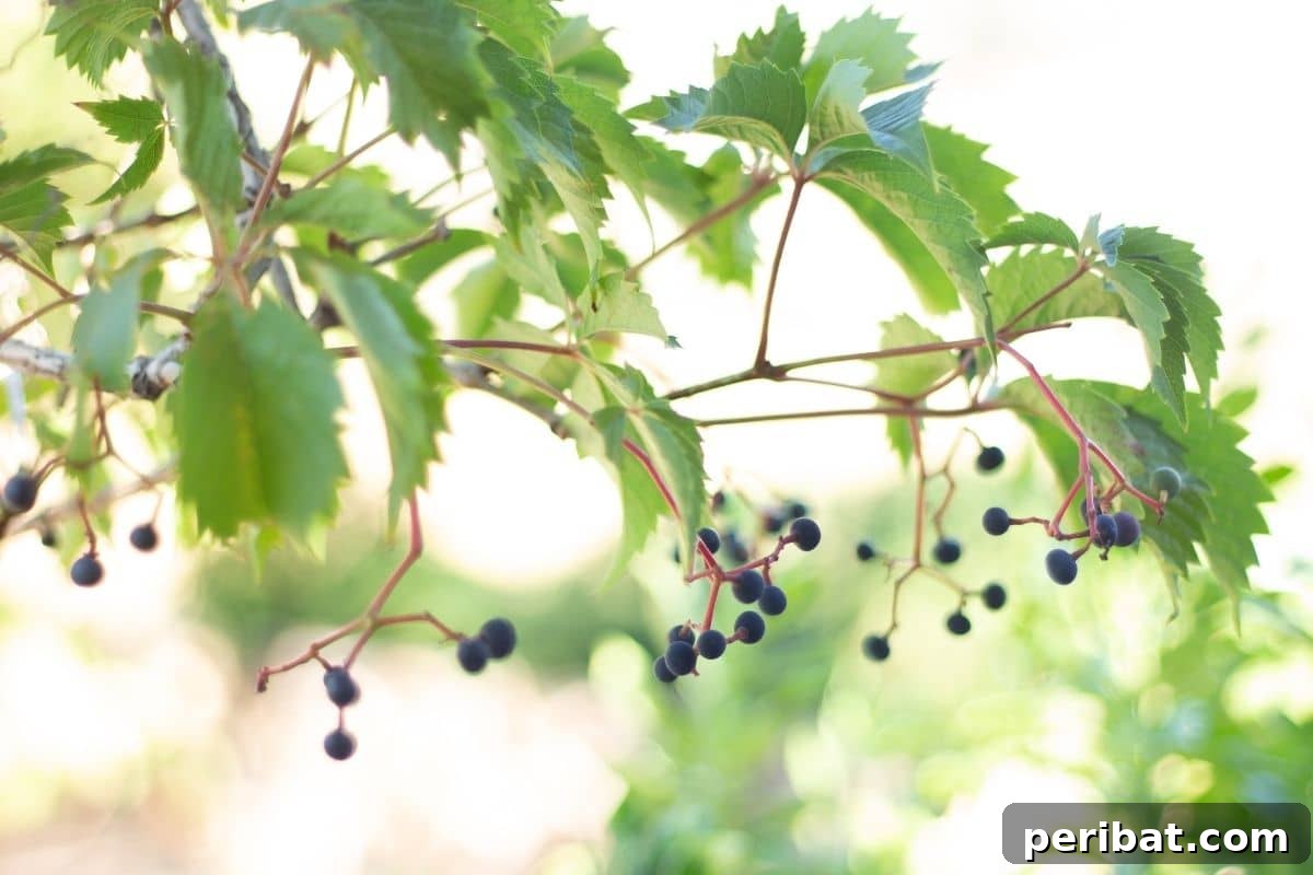The 25 Best Plants for Hardwood Cuttings Propagation 20 Branch of grape tree with small fruits