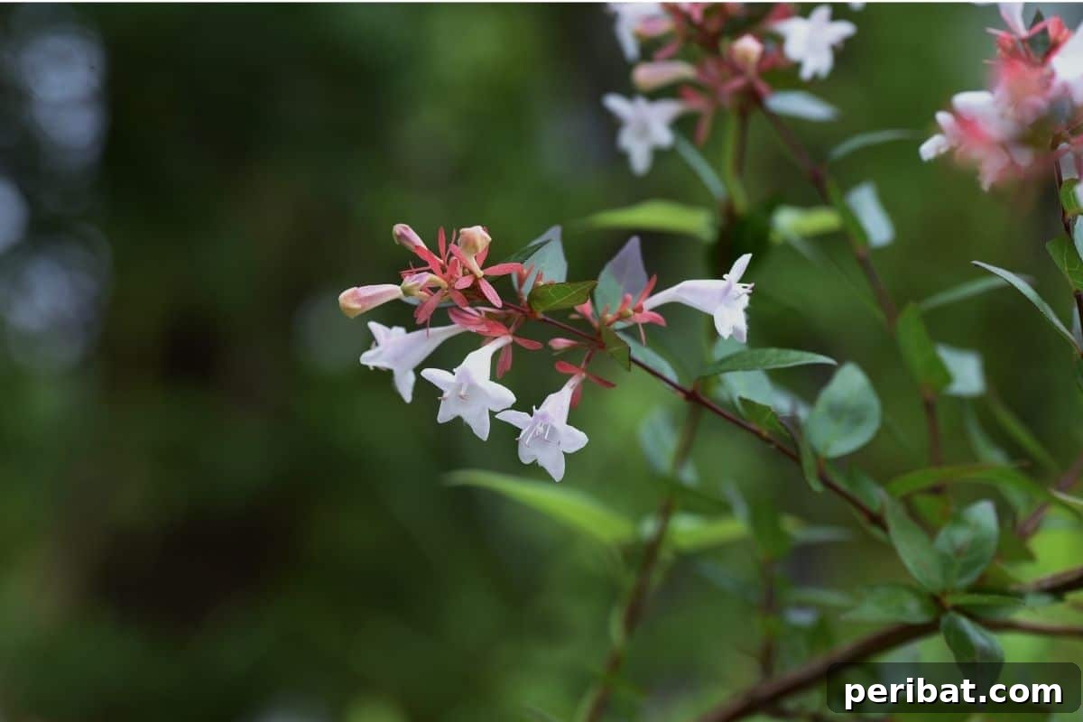 The 25 Best Plants for Hardwood Cuttings Propagation 3 Abelia flowers on a branch