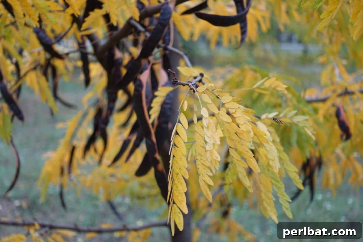 The 25 Best Plants for Hardwood Cuttings Propagation 21 A branch of Honey Locust tree