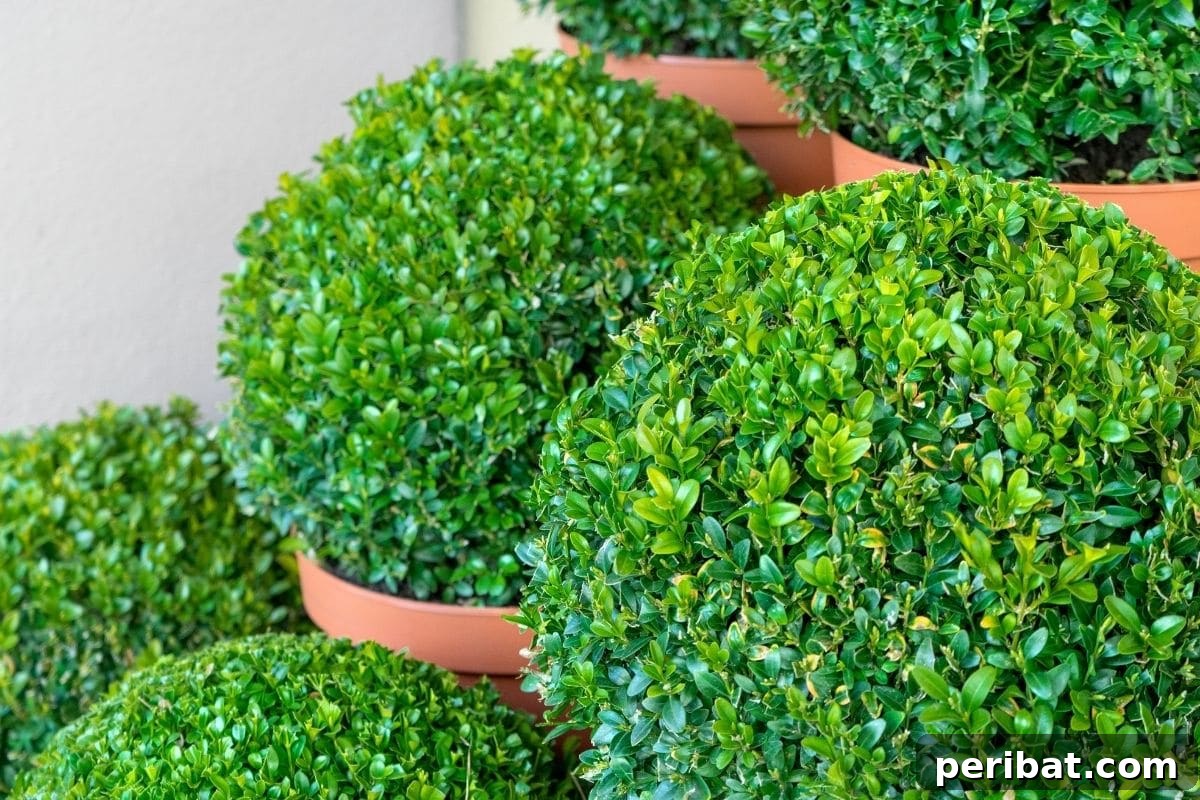 The 25 Best Plants for Hardwood Cuttings Propagation 22 Circle-formed Boxwood plant in a pot