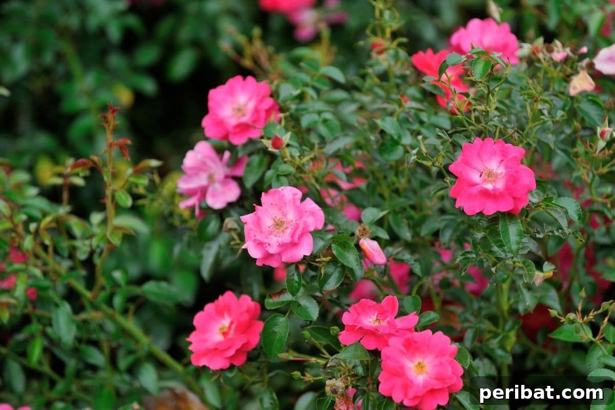 The 25 Best Plants for Hardwood Cuttings Propagation 23 Shrub of pink roses in the garden