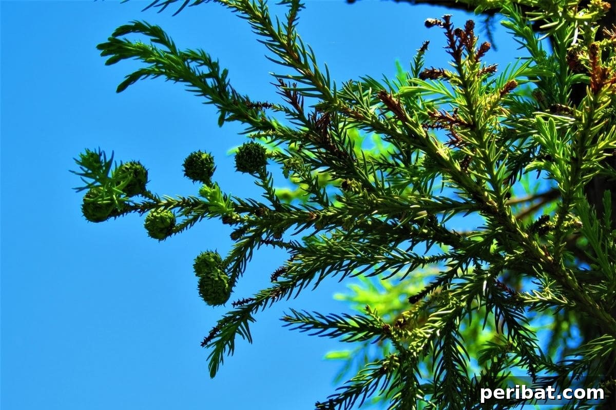 The 25 Best Plants for Hardwood Cuttings Propagation 24 Branch of Cryptomeria tree against the sky