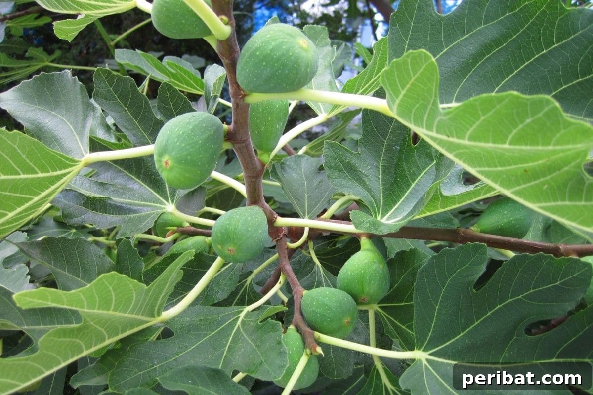 The 25 Best Plants for Hardwood Cuttings Propagation 25 Fig tree branch with fruits