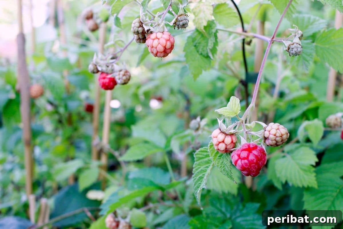 The 25 Best Plants for Hardwood Cuttings Propagation 26 Raspberry plant with small young berries