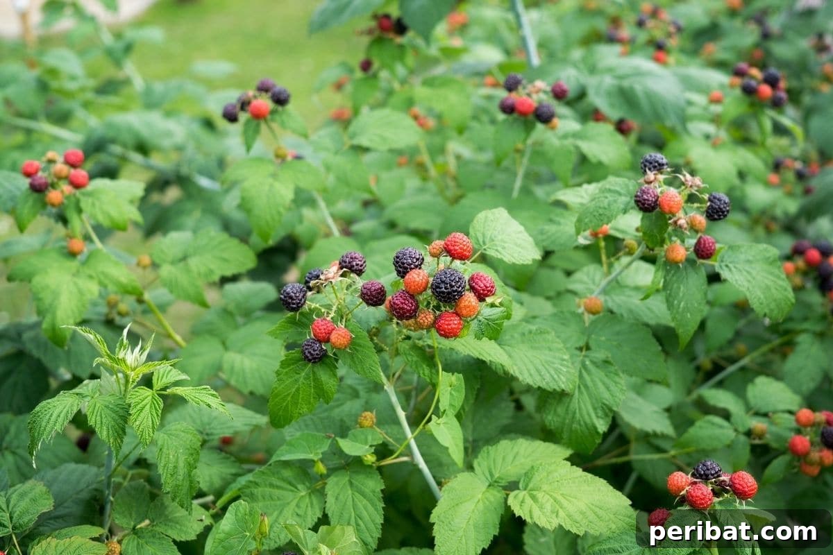 The 25 Best Plants for Hardwood Cuttings Propagation 27 Blackberry plant with young berries