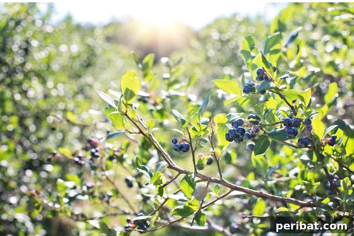 The 25 Best Plants for Hardwood Cuttings Propagation 4 Blueberry tree with ripe fruits