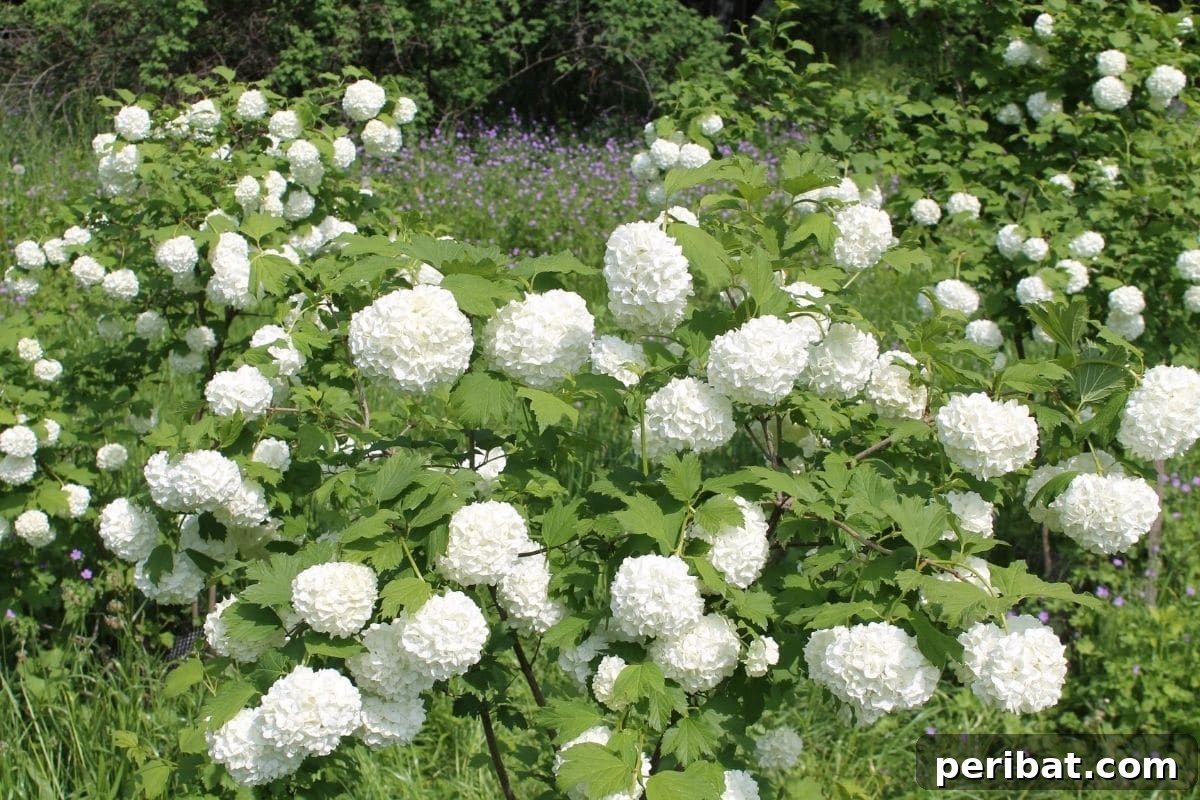 The 25 Best Plants for Hardwood Cuttings Propagation 5 White Viburnum opulus flowers in the garden