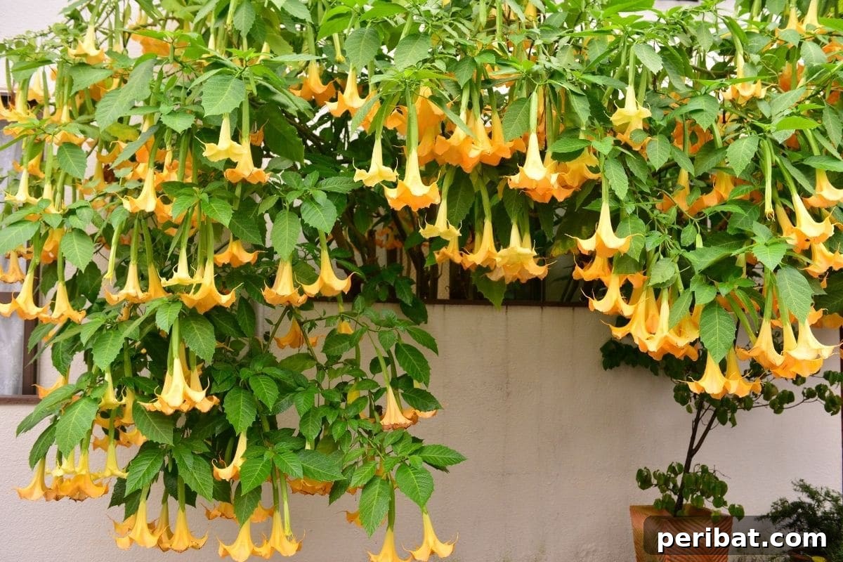 The 25 Best Plants for Hardwood Cuttings Propagation 6 Angel Trumpet in front of a house