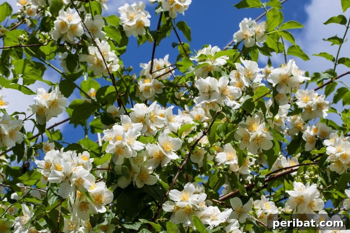 The 25 Best Plants for Hardwood Cuttings Propagation 7 Beautiful white Mock Orange flowers against the sky