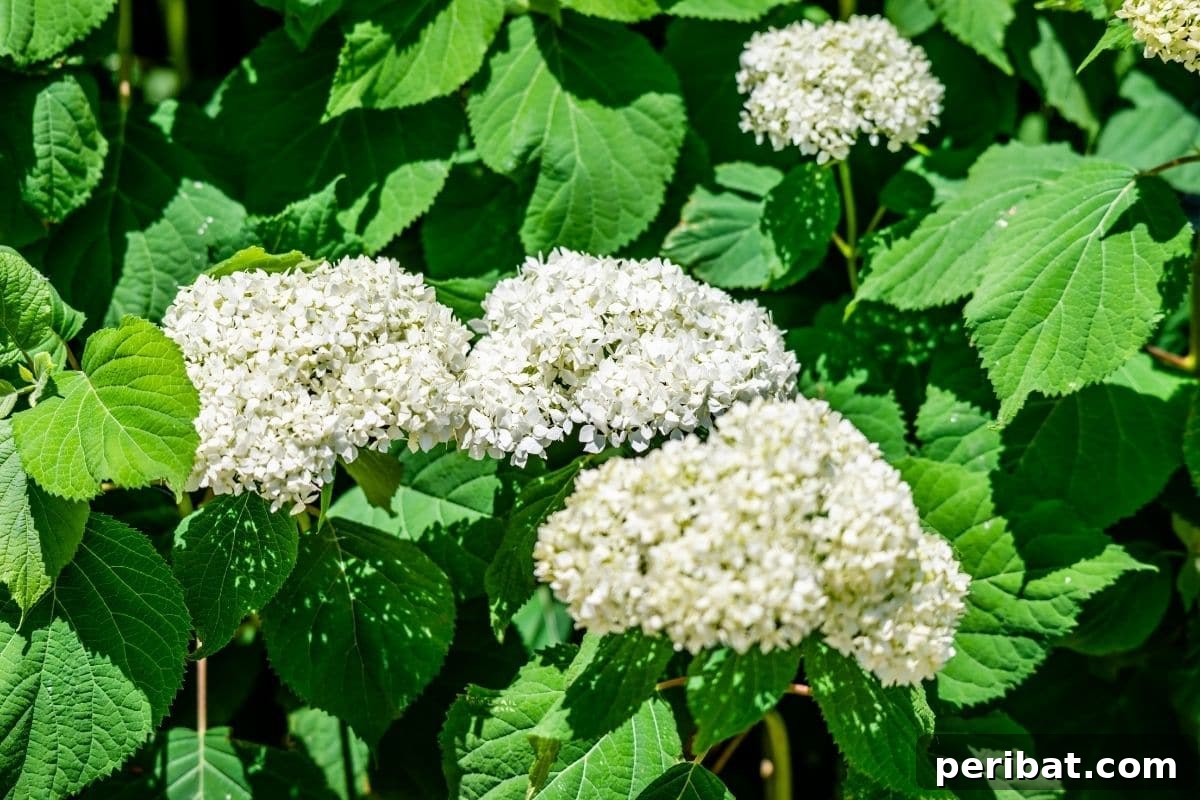 The 25 Best Plants for Hardwood Cuttings Propagation 8 Blooming white Hydrangea in the garden under the sun