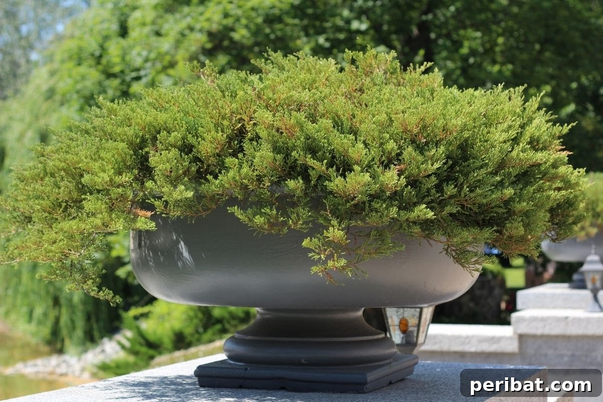 The 25 Best Plants for Hardwood Cuttings Propagation 9 Juniper shrub in a large flower pot