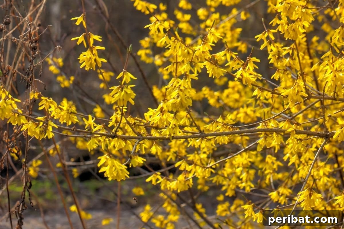 The 25 Best Plants for Hardwood Cuttings Propagation 10 Golden Forsythia flowers