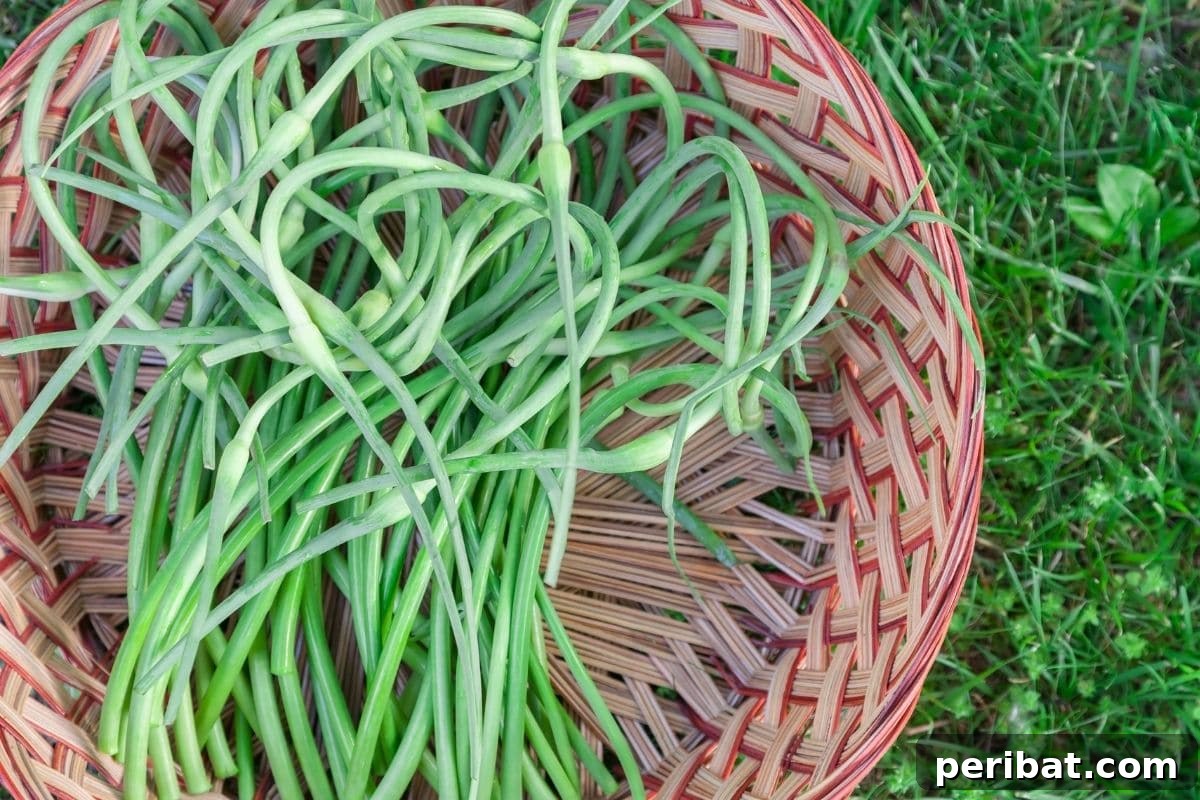Mastering Garlic Propagation A Professional's Guide 11 scapes of garlic in a basket